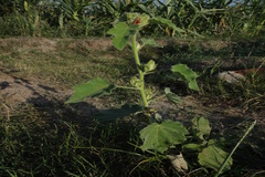 Hibiscus lunariifolius